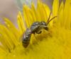 Seladonia sp.